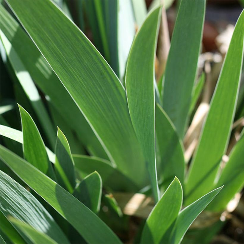 Iris germanica Flamenco (Foliage)