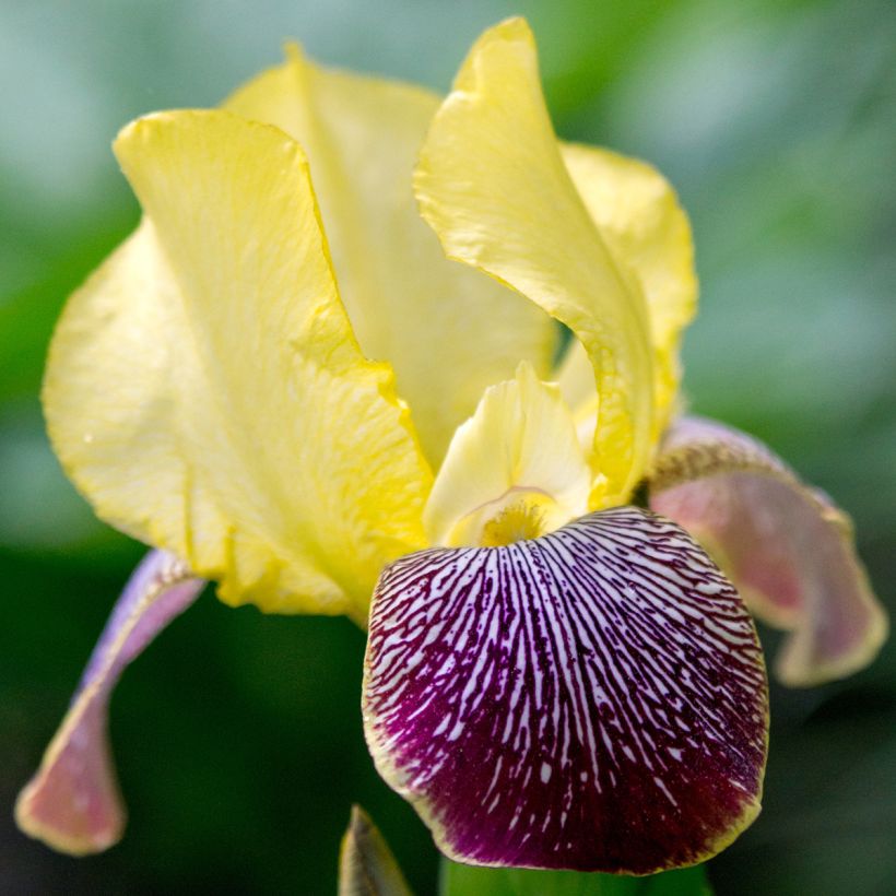 Iris germanica Flaming Dragon - Bearded Iris (Flowering)