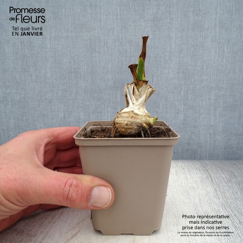 Iris germanica Fringe of Gold - Iris des Jardins Rhizome ou godet sample as delivered in winter