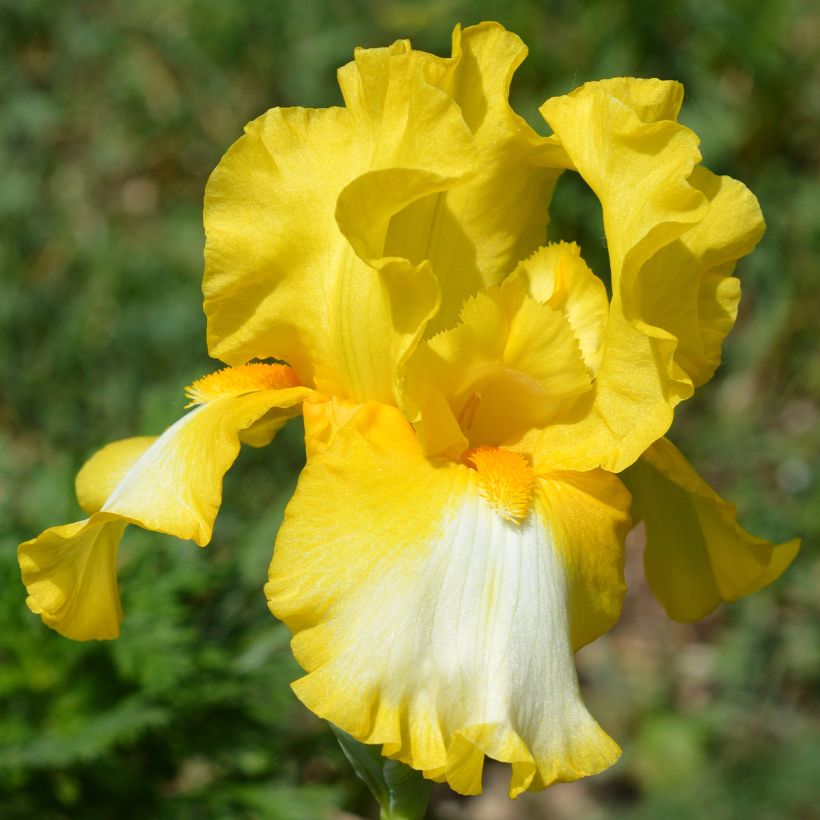 Iris germanica Fringe of Gold (Flowering)