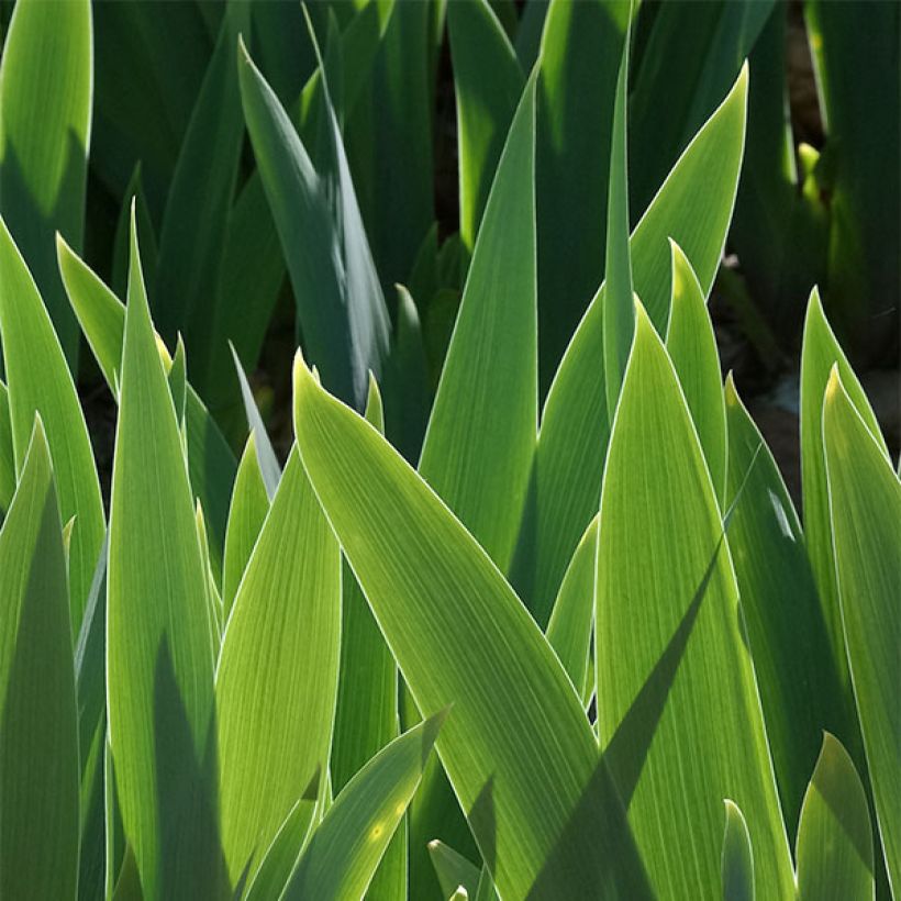 Iris Frisk Me (Foliage)