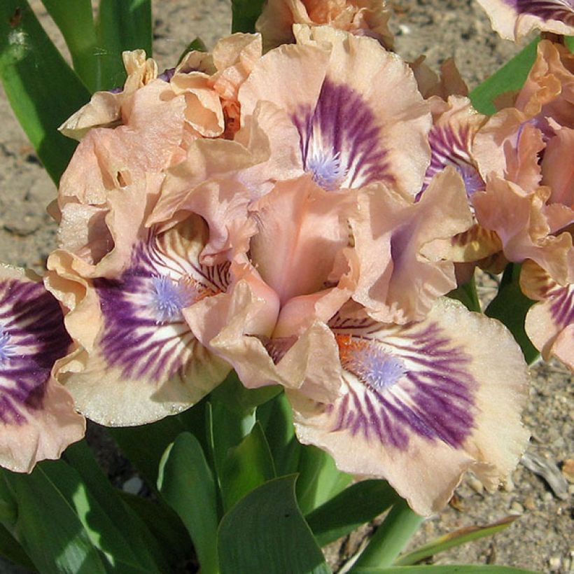 Iris Frisk Me (Flowering)