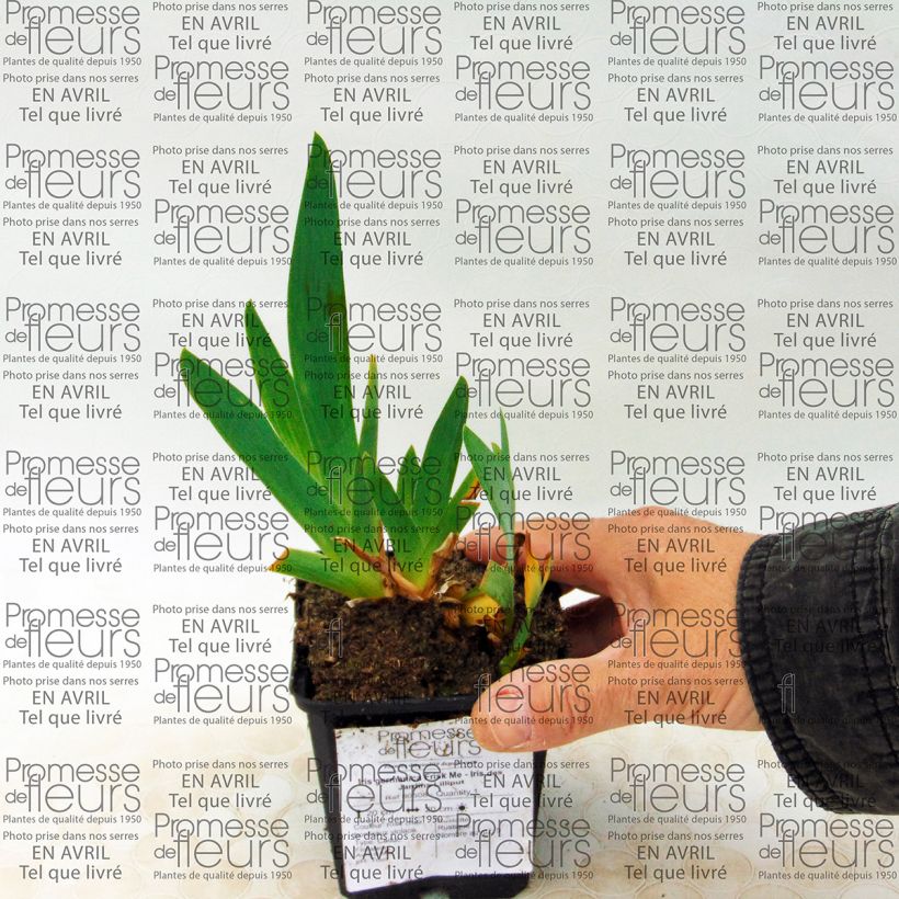 Example of Iris Frisk Me 8/9 cm pot specimen as delivered