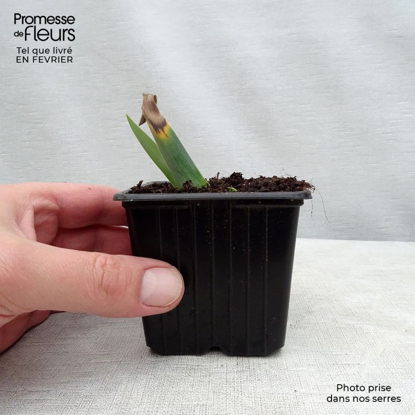 Iris Gamay 8/9 cm pot sample as delivered in winter