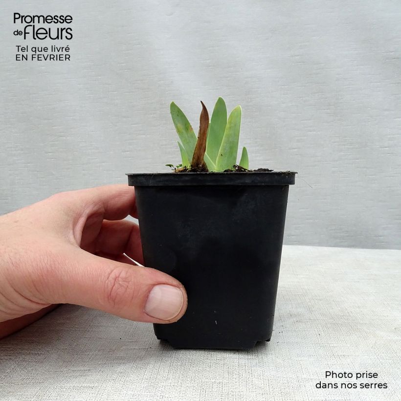 Iris germanica Gipsy Romance 8/9 cm pot sample as delivered in winter