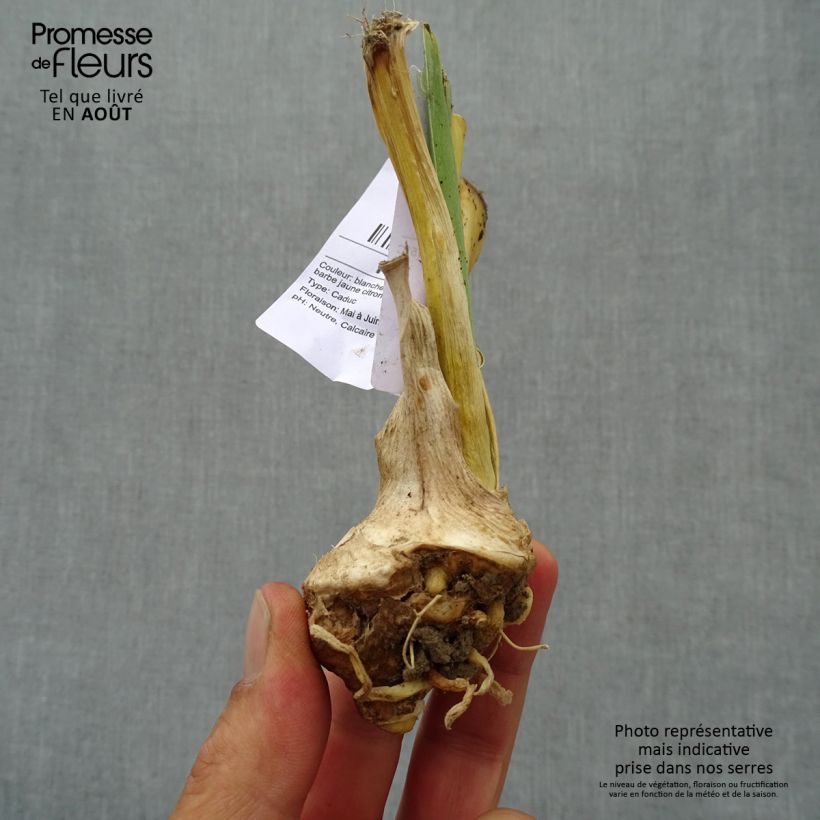 Iris germanica Glacier - Iris des Jardins  Rhizome ou en Godet sample as delivered in summer