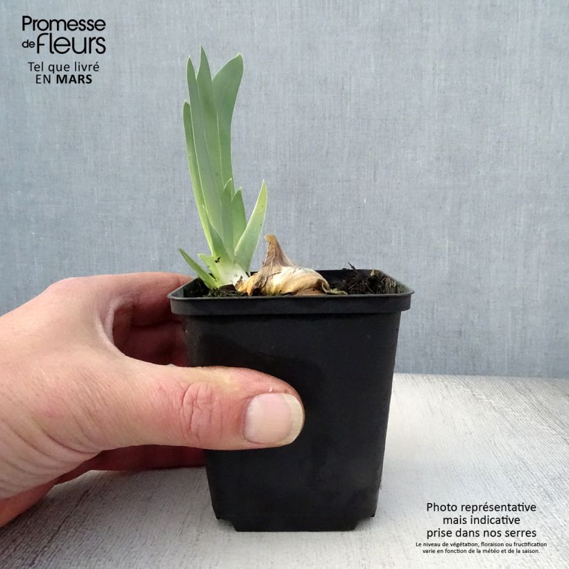 Iris germanica Gnu Blues - Bearded Iris 8/9 cm pot sample as delivered in spring