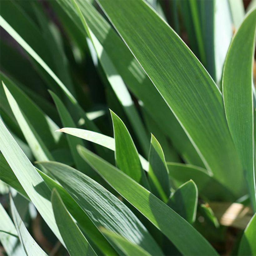 Iris germanica Going My Way - Bearded Iris (Foliage)