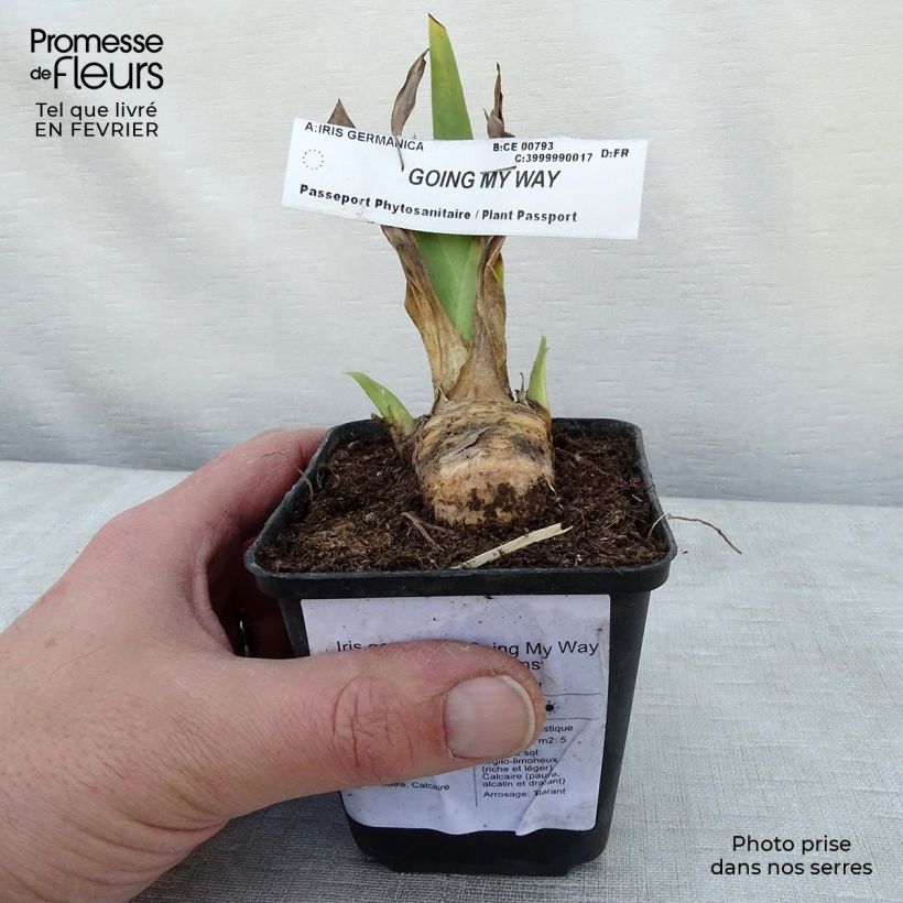 Iris germanica Going My Way - Bearded Iris 8/9 cm pot sample as delivered in winter