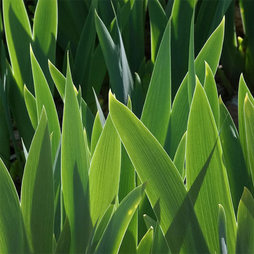 Iris germanica Good Show - Bearded Iris (Foliage)