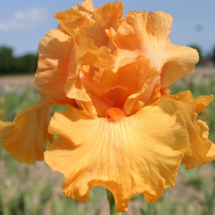 Iris germanica Good Show - Bearded Iris (Flowering)