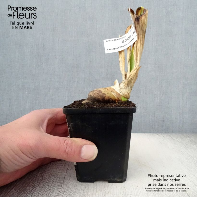 Iris germanica Good Show - Bearded Iris 8/9 cm pot sample as delivered in spring