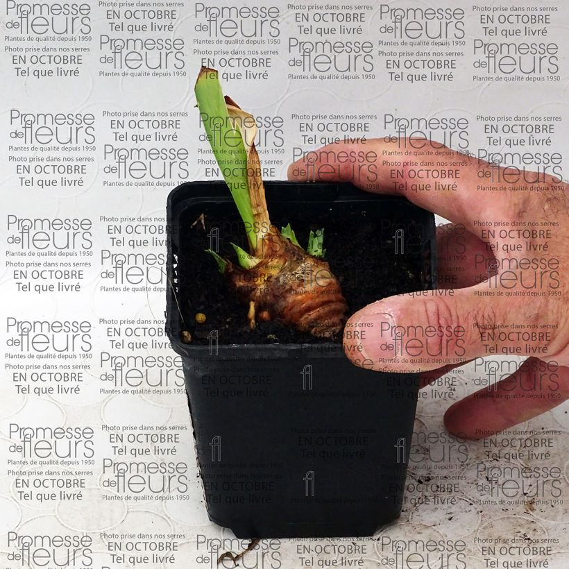 Example of Iris germanica Gracchus 8/9 cm pot specimen as delivered