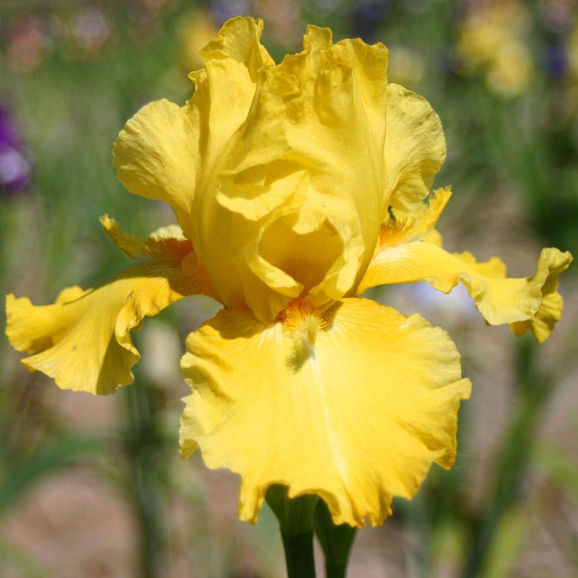 Iris germanica Grand Canari - Bearded Iris (Flowering)
