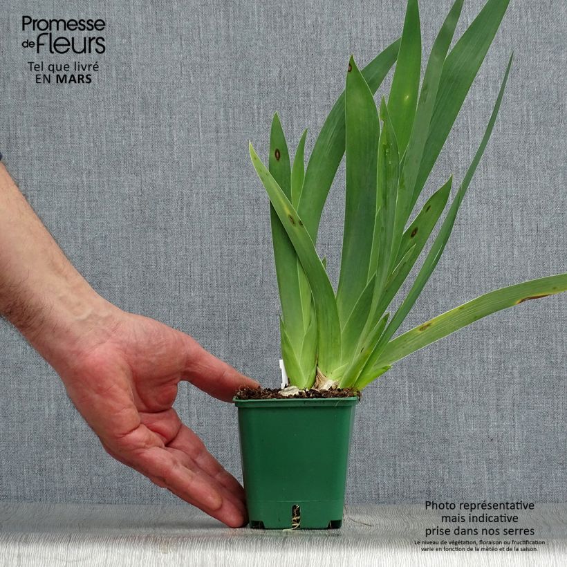 Iris germanica Harbor Blue - Bearded Iris Bare-root rhizome, size 4/6 sample as delivered in spring