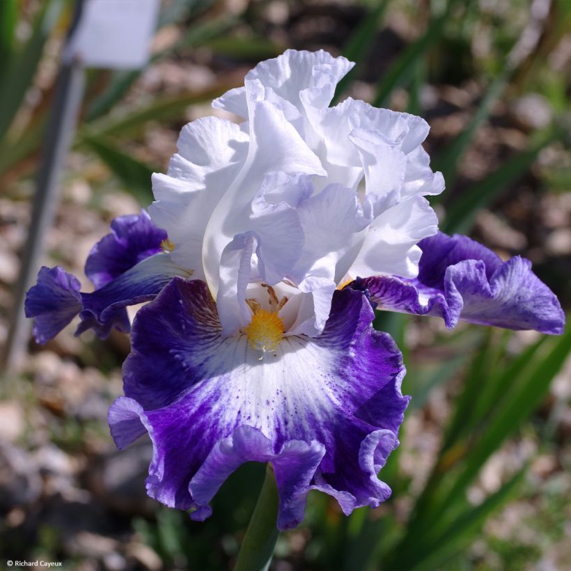 Iris germanica Haute Savoie - Bearded Iris (Flowering)