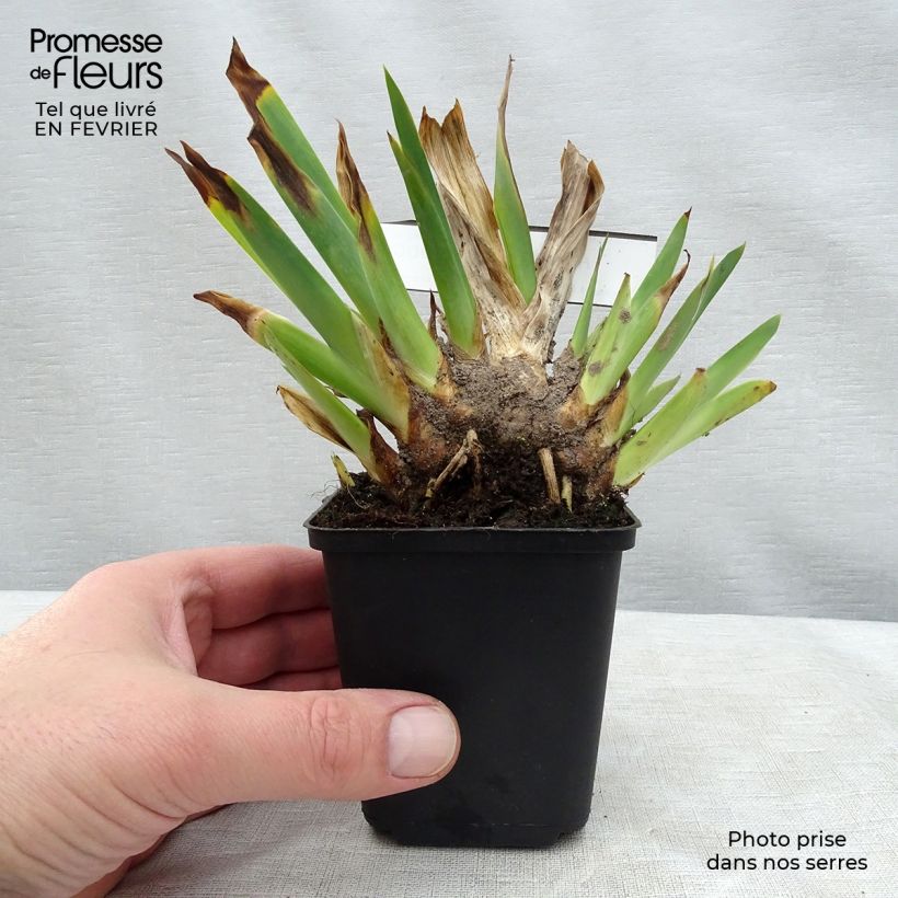 Iris Huckleberry Fudge 8/9 cm pot sample as delivered in winter