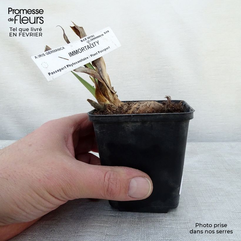 Iris germanica Immortality - Bearded Iris 8/9 cm pot sample as delivered in winter