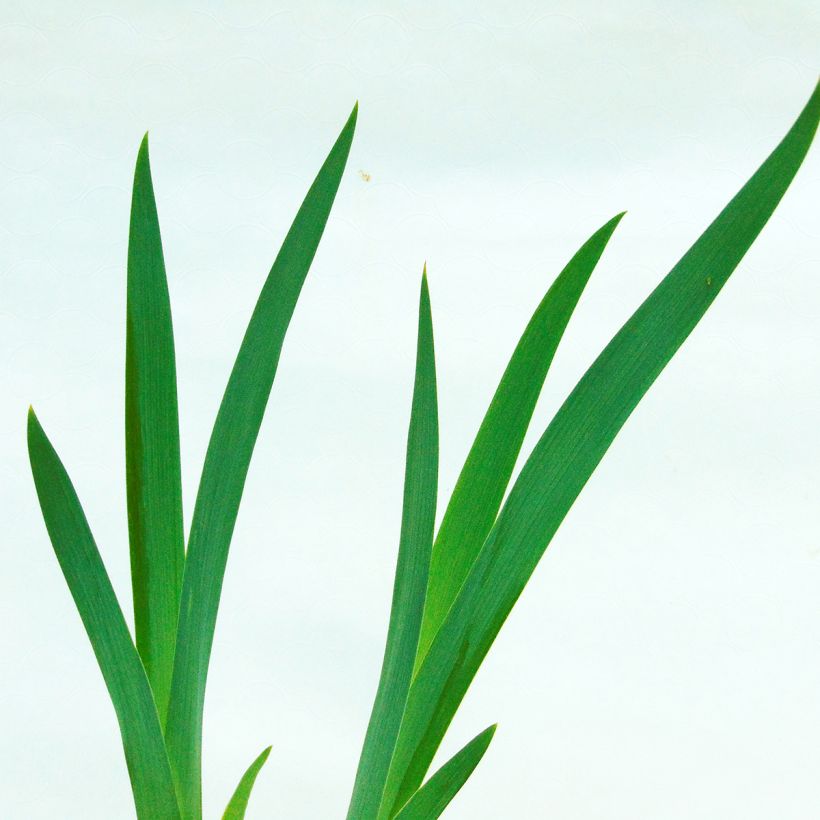 Iris germanica Impressionist (Foliage)