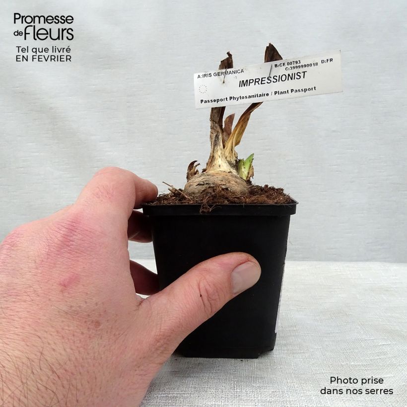 Iris germanica Impressionist 8/9 cm pot sample as delivered in winter