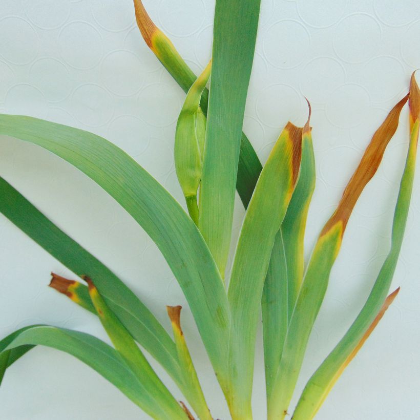 Iris germanica Innocent Star (Foliage)