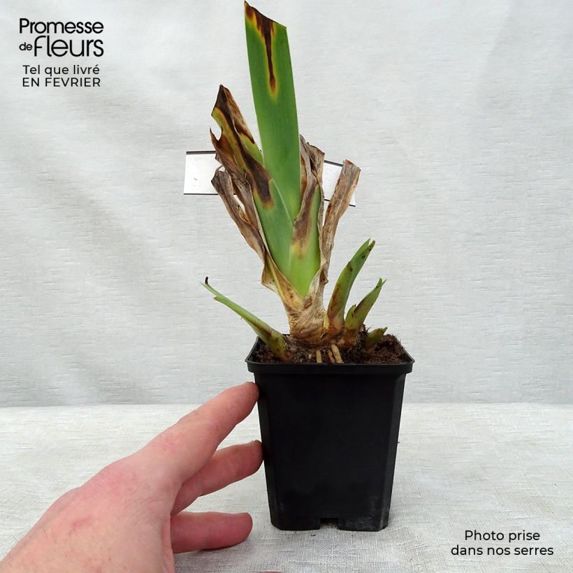 Iris germanica Innocent Star 8/9 cm pot sample as delivered in winter