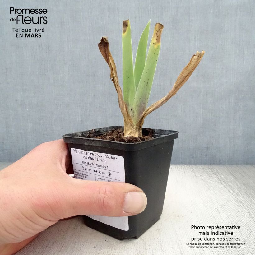 Iris germanica Jouvenceau - Bearded Iris Bare-root rhizome, size 10/15, premium quality sample as delivered in spring