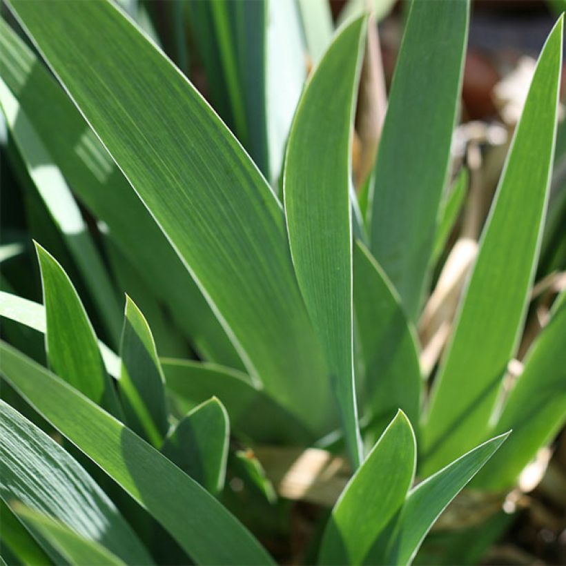 Iris germanica Katty Petts - Bearded Iris (Foliage)