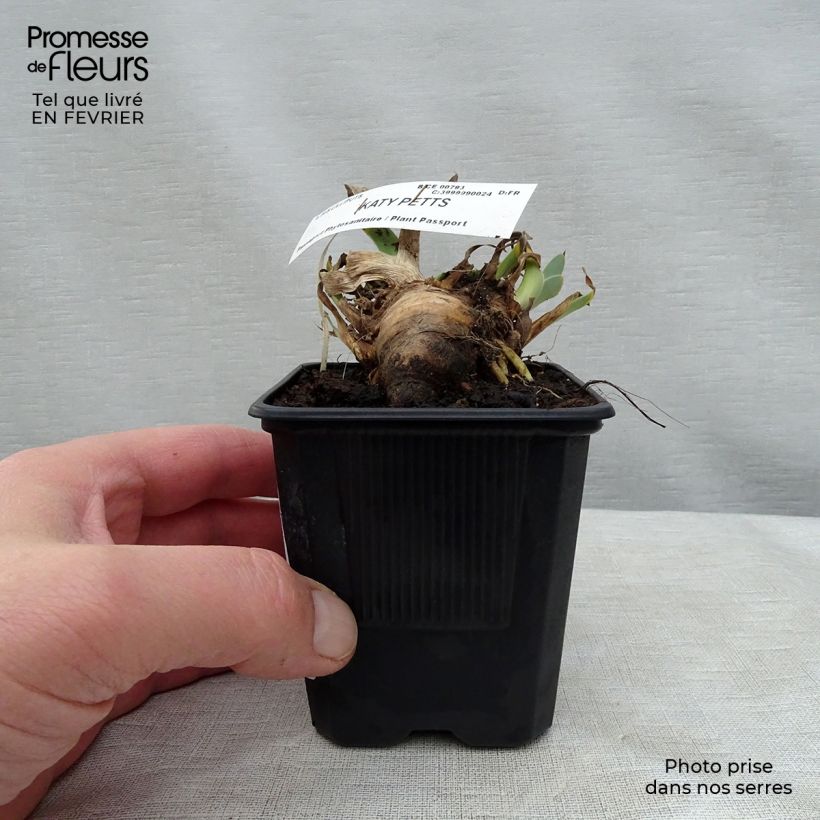 Iris germanica Katty Petts - Bearded Iris 8/9 cm pot sample as delivered in winter