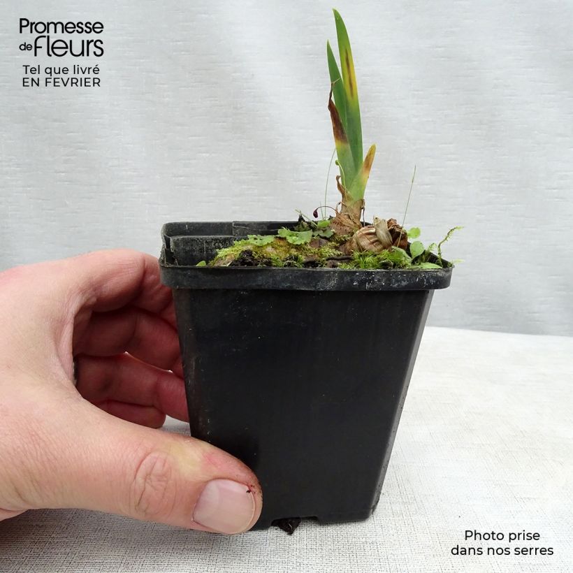 Iris germanica Kinkajou Shrew 8/9 cm pot sample as delivered in winter