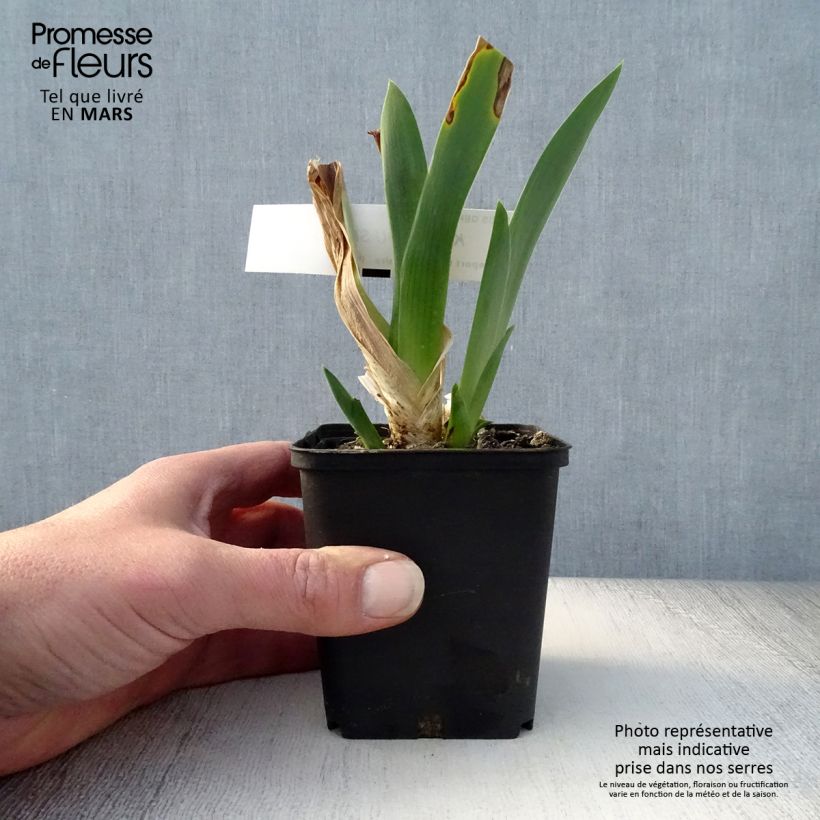 Iris germanica Kinkajou Shrew sample as delivered in spring