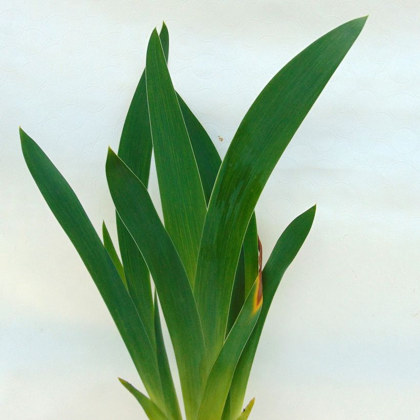 Iris germanica Lady Friend (Foliage)