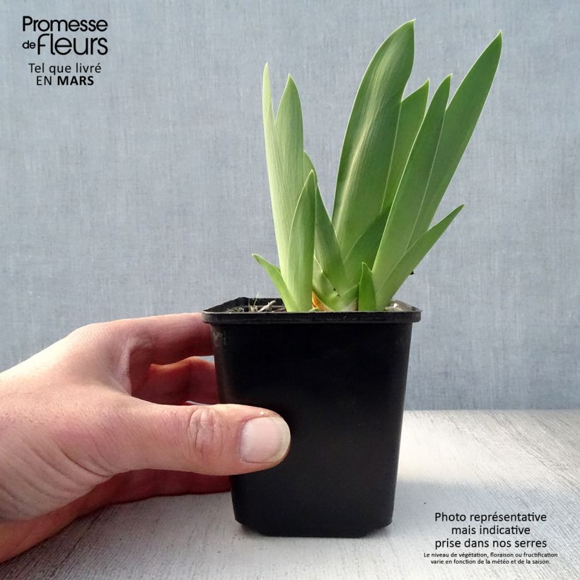 Iris germanica Late Lilac - Bearded Iris 8/9 cm pot sample as delivered in spring