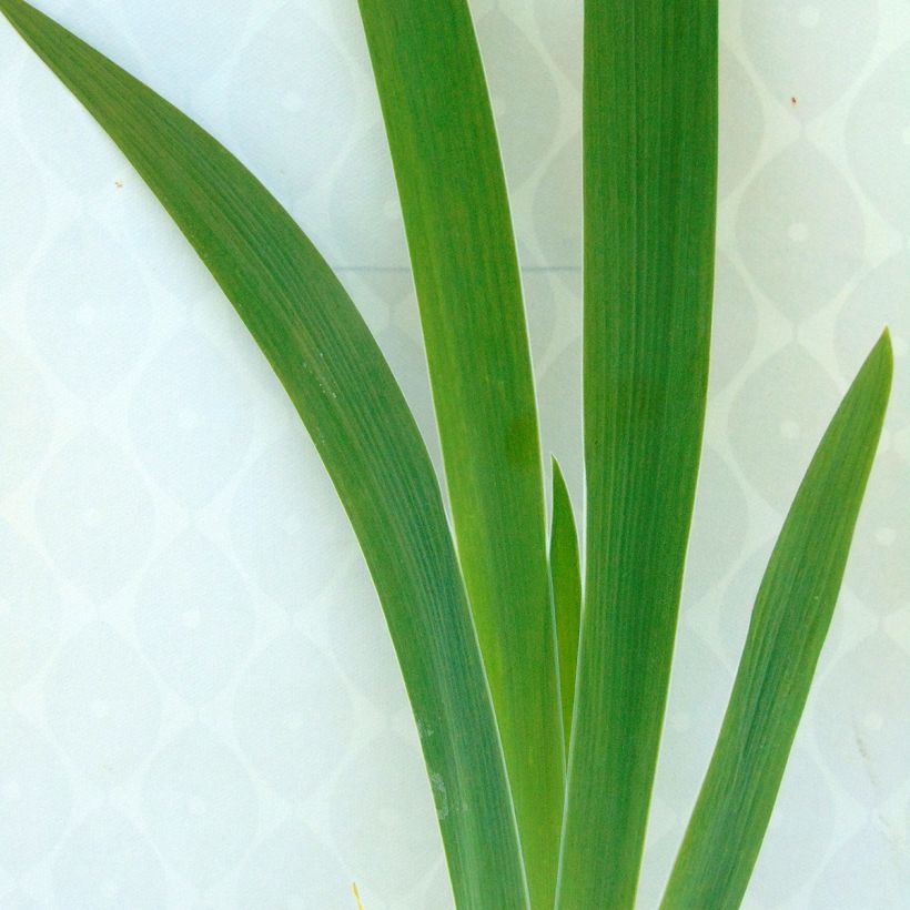 Iris Latin Lady (Foliage)