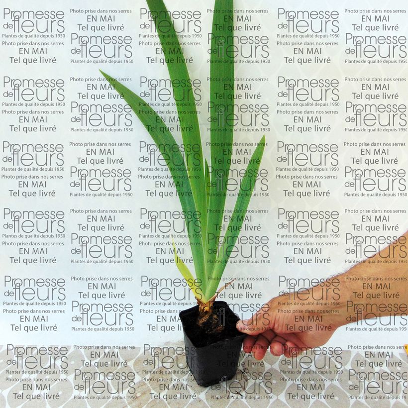 Example of Iris Latin Lady 8/9 cm pot specimen as delivered