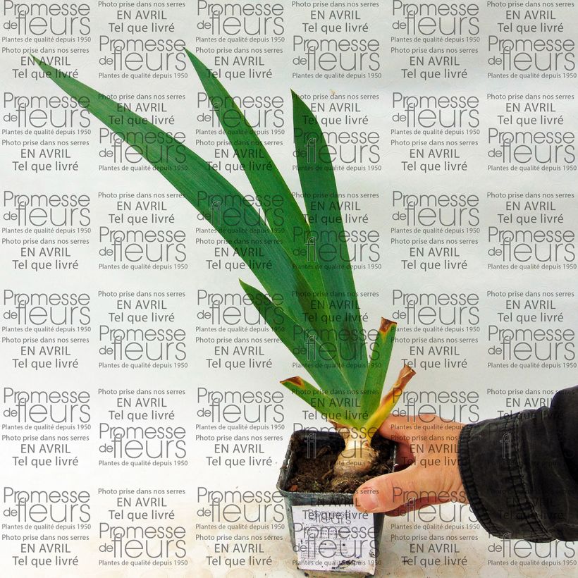 Example of Iris Let's Boogie 8/9 cm pot specimen as delivered
