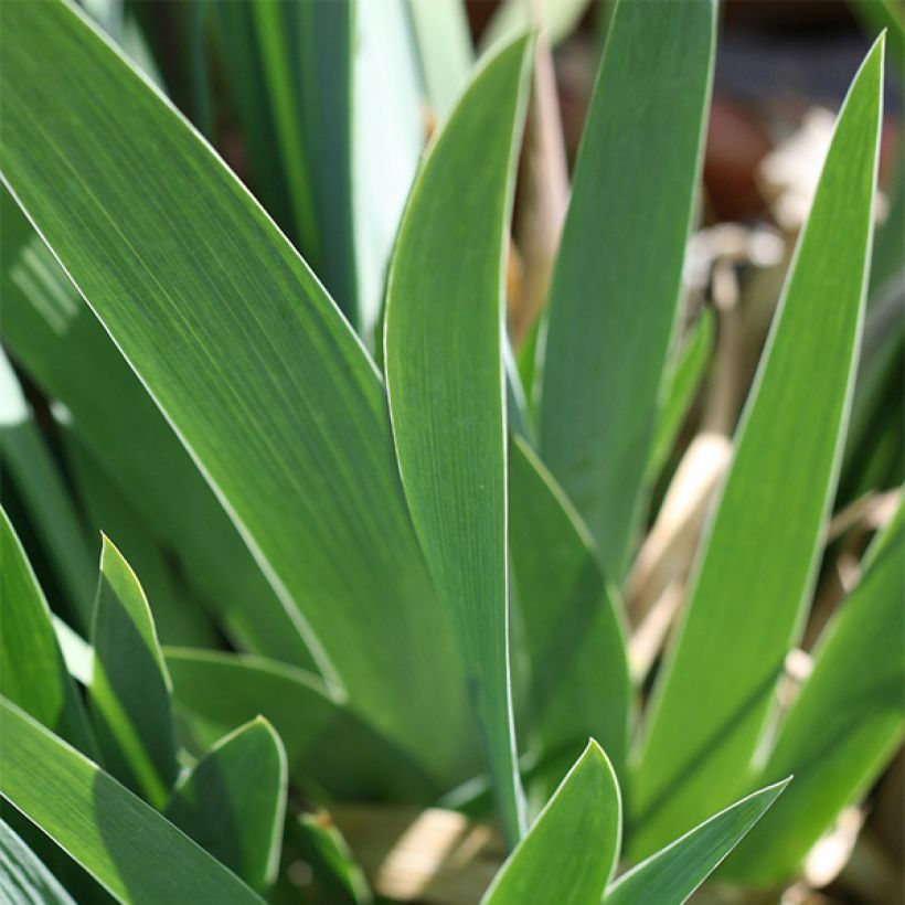 Iris Let's Boogie (Foliage)