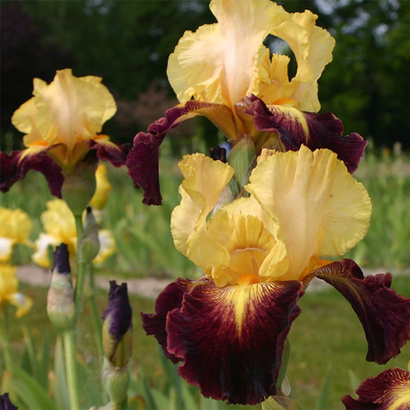 Iris Let's Boogie (Flowering)