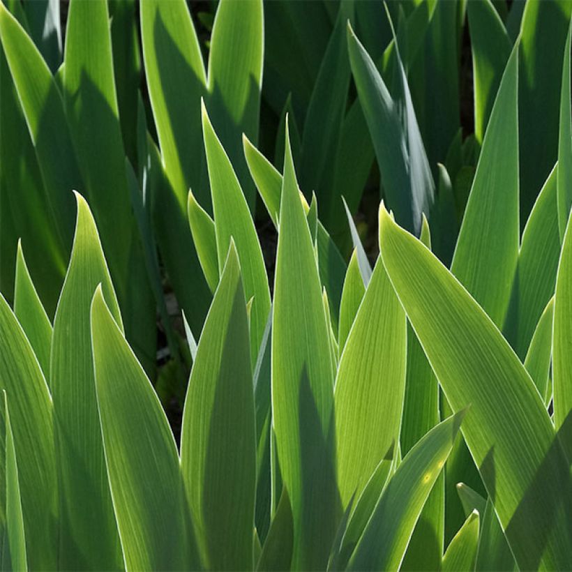 Iris germanica Making Eyes - Bearded Iris (Foliage)