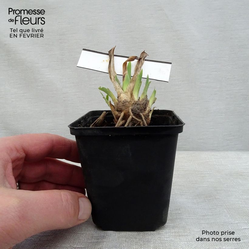 Iris germanica Making Eyes - Bearded Iris 8/9 cm pot sample as delivered in winter