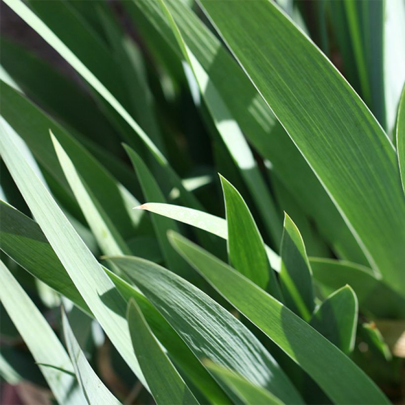 Iris germanica Mallow Dramatic (Foliage)