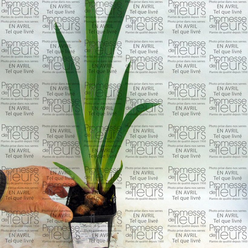 Example of Iris germanica Mallow Dramatic 8/9 cm pot specimen as delivered