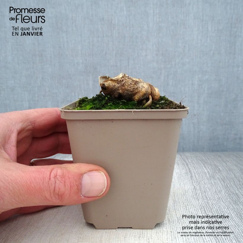 Iris germanica Man from Rio - Iris des Jardins Rhizome ou godet sample as delivered in winter