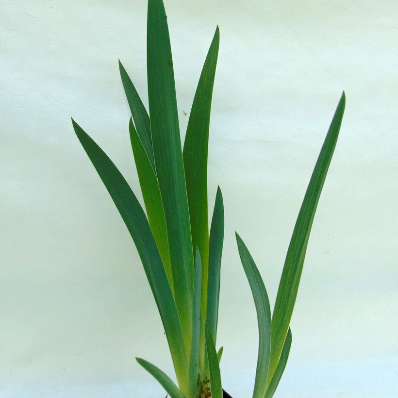 Iris germanica Master Plan (Foliage)