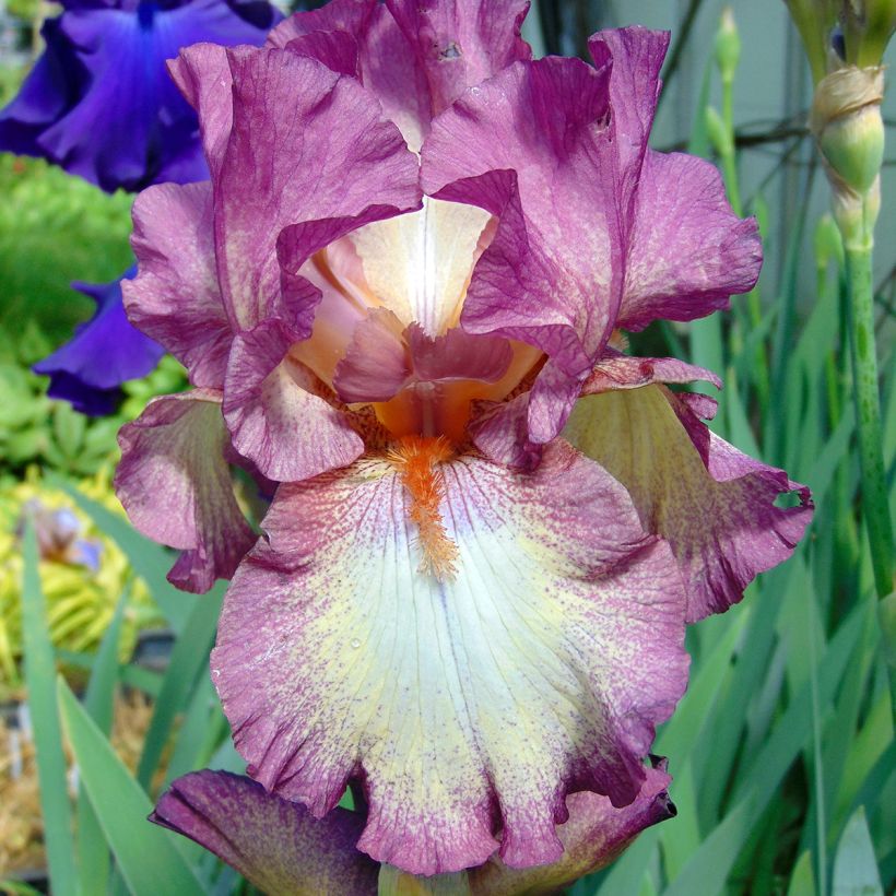 Iris germanica Master Plan (Flowering)