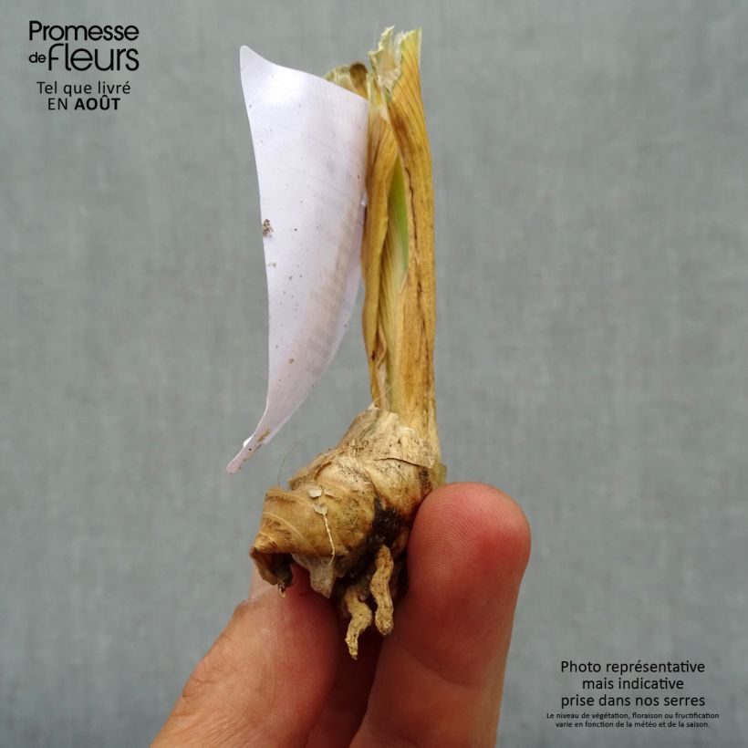 Iris germanica Michigan Pride 8/9 cm pot sample as delivered in summer