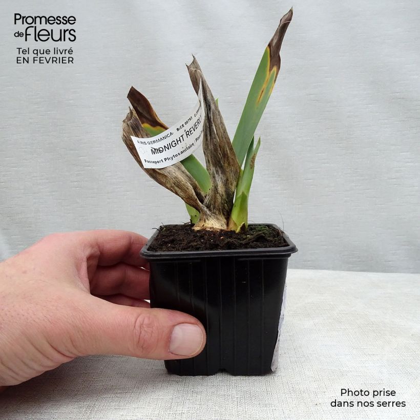 Iris germanica Midnight Revelry - Bearded Iris 8/9 cm pot sample as delivered in winter