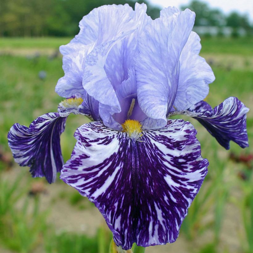 Iris germanica Millenium Falcon - Bearded Iris (Flowering)