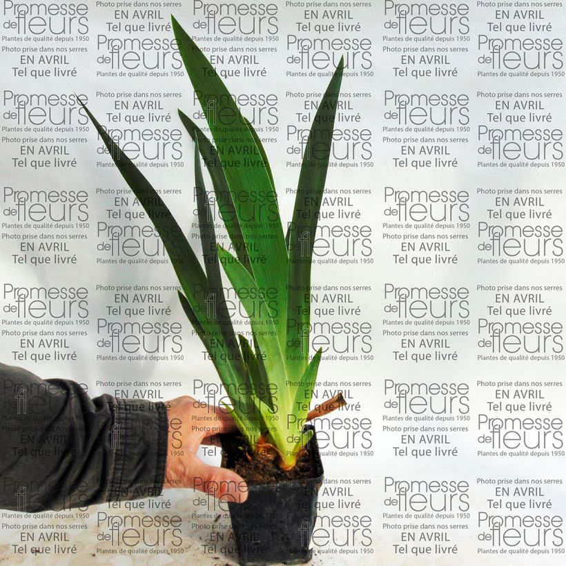 Example of Iris germanica Millenium Falcon - Bearded Iris 8/9 cm pot specimen as delivered