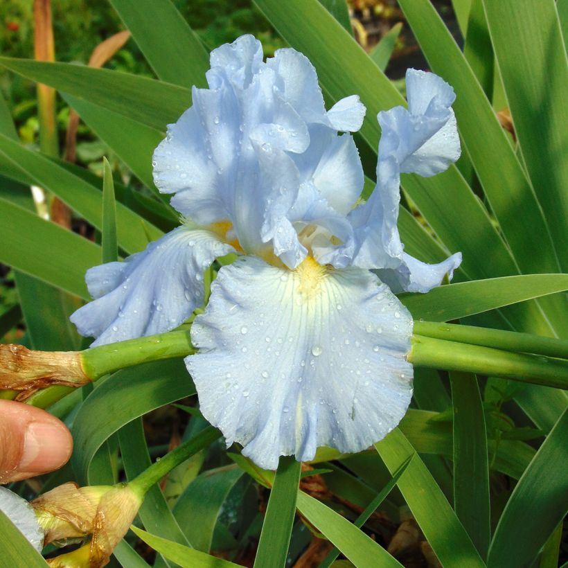 Iris Navajo Jewel - Tall Bearded Iris (Flowering)